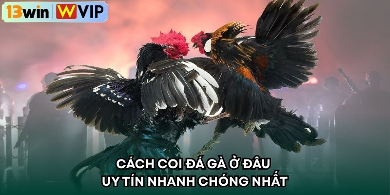 Cách coi đá gà ở đâu uy tín nhanh chóng nhất