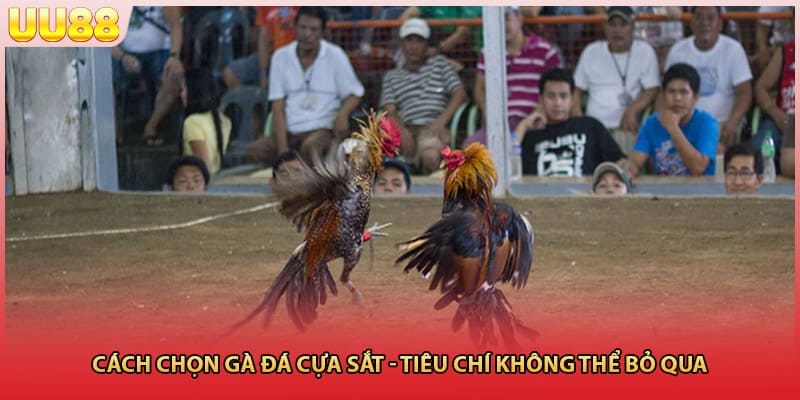 Cách chọn gà đá cựa sắt