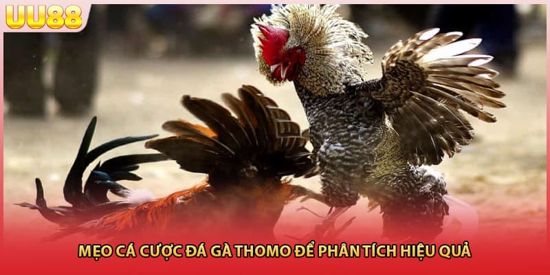 Mẹo cá cược đá gà Thomo để phân tích hiệu quả